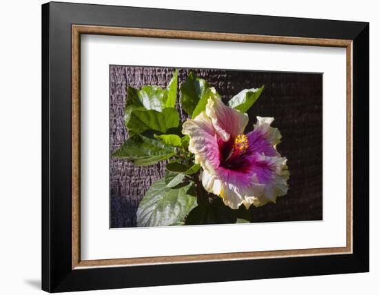Hibiscus Flower, California-Zandria Muench Beraldo-Framed Photographic Print