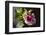 Hibiscus Flower, California-Zandria Muench Beraldo-Framed Photographic Print