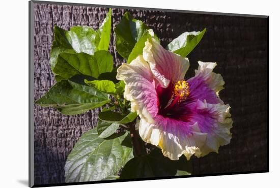 Hibiscus Flower, California-Zandria Muench Beraldo-Mounted Photographic Print