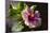 Hibiscus Flower, California-Zandria Muench Beraldo-Mounted Photographic Print