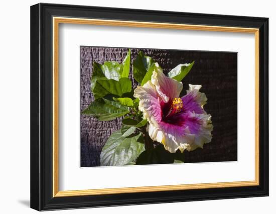 Hibiscus Flower, California-Zandria Muench Beraldo-Framed Photographic Print