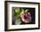 Hibiscus Flower, California-Zandria Muench Beraldo-Framed Photographic Print