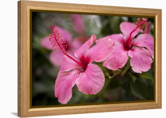 Hibiscus Flower, Cozumel, Mexico-Jim Engelbrecht-Framed Premier Image Canvas