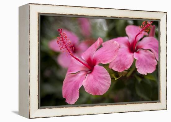 Hibiscus Flower, Cozumel, Mexico-Jim Engelbrecht-Framed Premier Image Canvas