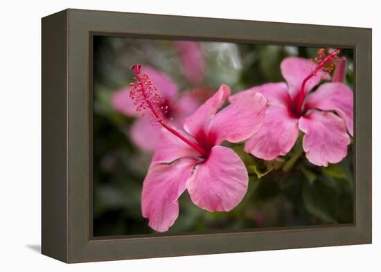 Hibiscus Flower, Cozumel, Mexico-Jim Engelbrecht-Framed Premier Image Canvas