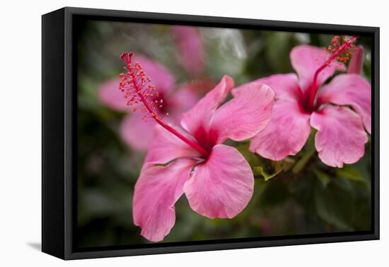 Hibiscus Flower, Cozumel, Mexico-Jim Engelbrecht-Framed Premier Image Canvas