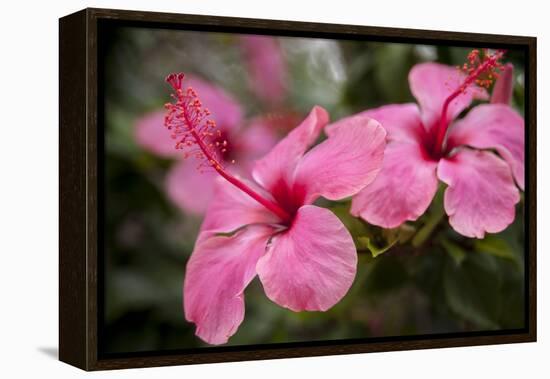 Hibiscus Flower, Cozumel, Mexico-Jim Engelbrecht-Framed Premier Image Canvas