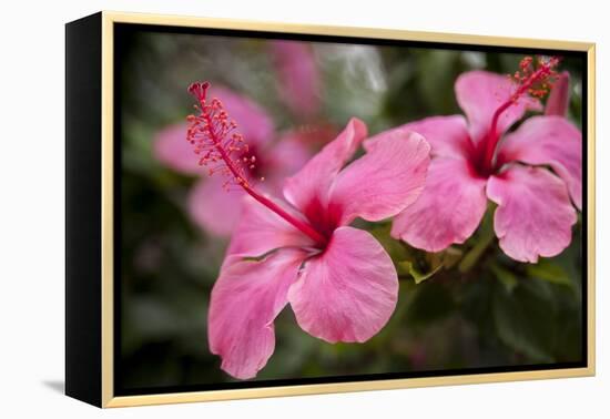 Hibiscus Flower, Cozumel, Mexico-Jim Engelbrecht-Framed Premier Image Canvas