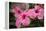 Hibiscus Flower, Cozumel, Mexico-Jim Engelbrecht-Framed Premier Image Canvas