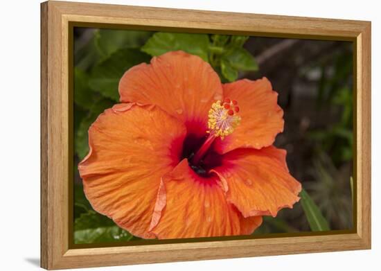 Hibiscus Flower, Cozumel, Mexico-Jim Engelbrecht-Framed Premier Image Canvas