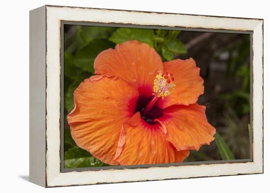 Hibiscus Flower, Cozumel, Mexico-Jim Engelbrecht-Framed Premier Image Canvas