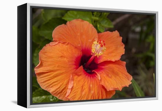 Hibiscus Flower, Cozumel, Mexico-Jim Engelbrecht-Framed Premier Image Canvas