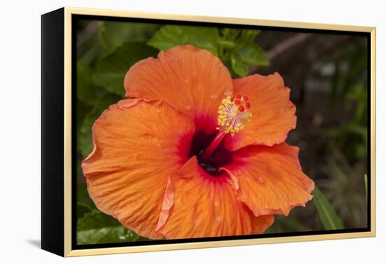 Hibiscus Flower, Cozumel, Mexico-Jim Engelbrecht-Framed Premier Image Canvas