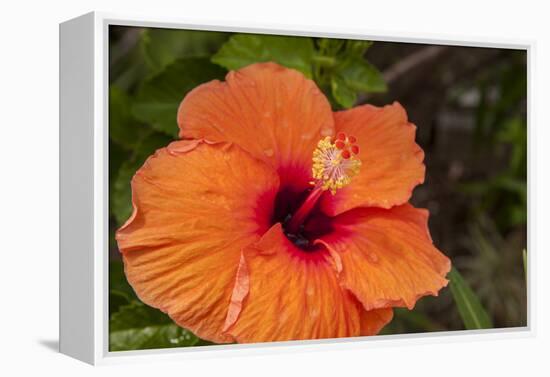 Hibiscus Flower, Cozumel, Mexico-Jim Engelbrecht-Framed Premier Image Canvas