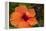 Hibiscus Flower, Cozumel, Mexico-Jim Engelbrecht-Framed Premier Image Canvas