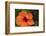 Hibiscus Flower, Cozumel, Mexico-Jim Engelbrecht-Framed Photographic Print