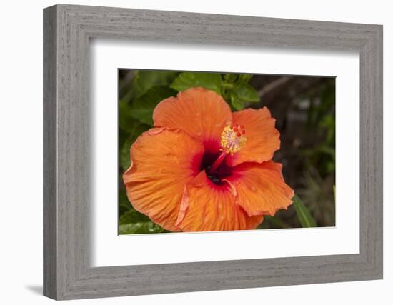 Hibiscus Flower, Cozumel, Mexico-Jim Engelbrecht-Framed Photographic Print