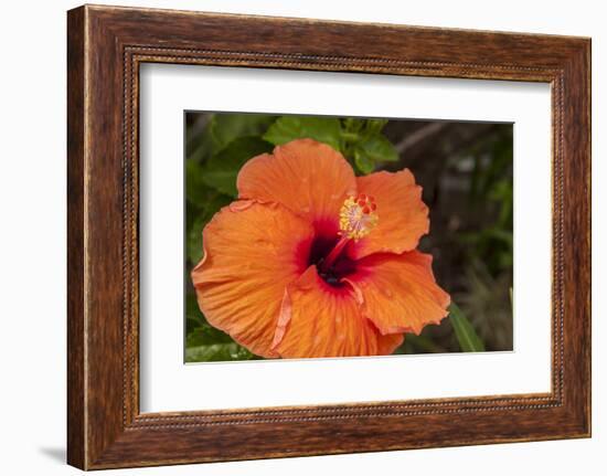 Hibiscus Flower, Cozumel, Mexico-Jim Engelbrecht-Framed Photographic Print