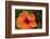 Hibiscus Flower, Cozumel, Mexico-Jim Engelbrecht-Framed Photographic Print