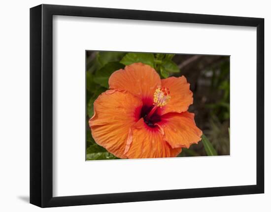 Hibiscus Flower, Cozumel, Mexico-Jim Engelbrecht-Framed Photographic Print