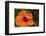 Hibiscus Flower, Cozumel, Mexico-Jim Engelbrecht-Framed Photographic Print