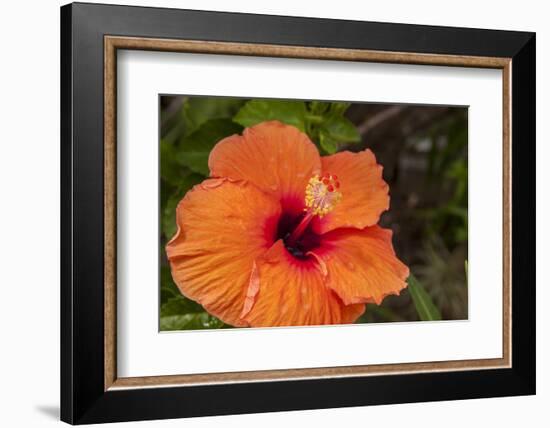 Hibiscus Flower, Cozumel, Mexico-Jim Engelbrecht-Framed Photographic Print