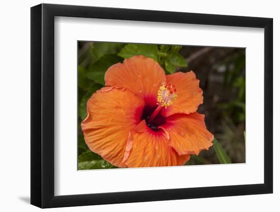 Hibiscus Flower, Cozumel, Mexico-Jim Engelbrecht-Framed Photographic Print