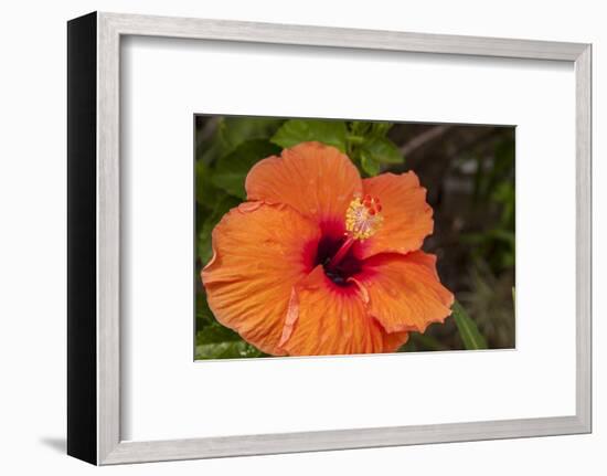 Hibiscus Flower, Cozumel, Mexico-Jim Engelbrecht-Framed Photographic Print