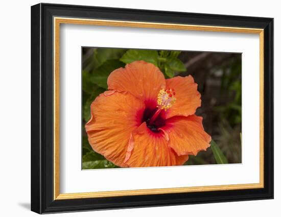 Hibiscus Flower, Cozumel, Mexico-Jim Engelbrecht-Framed Photographic Print