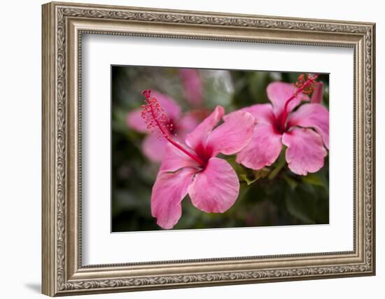 Hibiscus Flower, Cozumel, Mexico-Jim Engelbrecht-Framed Photographic Print