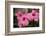 Hibiscus Flower, Cozumel, Mexico-Jim Engelbrecht-Framed Photographic Print