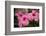 Hibiscus Flower, Cozumel, Mexico-Jim Engelbrecht-Framed Photographic Print