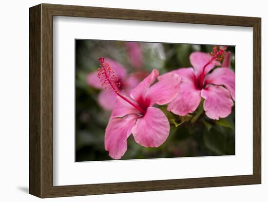 Hibiscus Flower, Cozumel, Mexico-Jim Engelbrecht-Framed Photographic Print