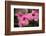 Hibiscus Flower, Cozumel, Mexico-Jim Engelbrecht-Framed Photographic Print