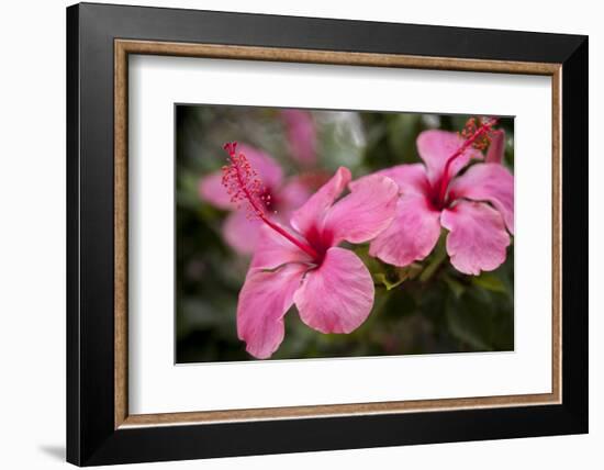 Hibiscus Flower, Cozumel, Mexico-Jim Engelbrecht-Framed Photographic Print