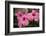 Hibiscus Flower, Cozumel, Mexico-Jim Engelbrecht-Framed Photographic Print