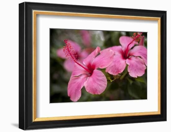 Hibiscus Flower, Cozumel, Mexico-Jim Engelbrecht-Framed Photographic Print