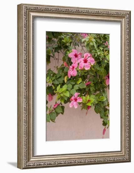 Hibiscus Flower, Cozumel, Mexico-Jim Engelbrecht-Framed Photographic Print