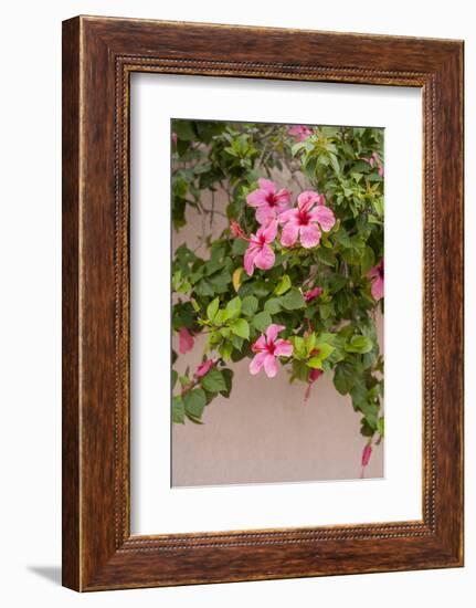 Hibiscus Flower, Cozumel, Mexico-Jim Engelbrecht-Framed Photographic Print