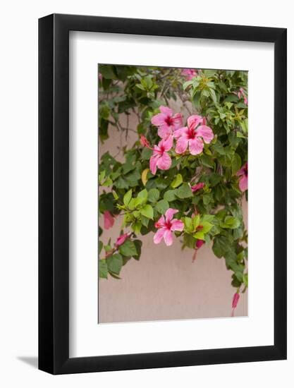 Hibiscus Flower, Cozumel, Mexico-Jim Engelbrecht-Framed Photographic Print