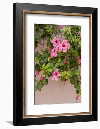 Hibiscus Flower, Cozumel, Mexico-Jim Engelbrecht-Framed Photographic Print