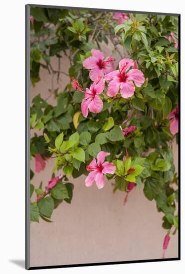 Hibiscus Flower, Cozumel, Mexico-Jim Engelbrecht-Mounted Photographic Print