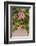 Hibiscus Flower, Cozumel, Mexico-Jim Engelbrecht-Framed Photographic Print