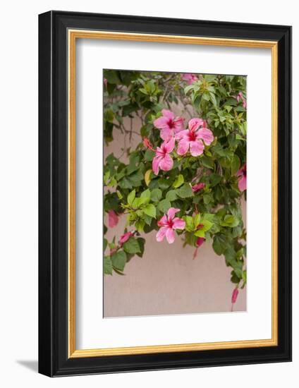 Hibiscus Flower, Cozumel, Mexico-Jim Engelbrecht-Framed Photographic Print