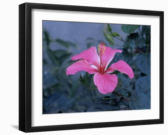 Hibiscus Flower from His Highness's Hibiscus Garden, Udai Vilas Palace, Dungarpur, India-John Henry Claude Wilson-Framed Photographic Print