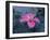 Hibiscus Flower from His Highness's Hibiscus Garden, Udai Vilas Palace, Dungarpur, India-John Henry Claude Wilson-Framed Photographic Print