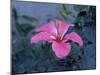 Hibiscus Flower from His Highness's Hibiscus Garden, Udai Vilas Palace, Dungarpur, India-John Henry Claude Wilson-Mounted Photographic Print