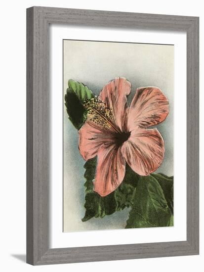 Hibiscus Flower, Hawaii-null-Framed Art Print