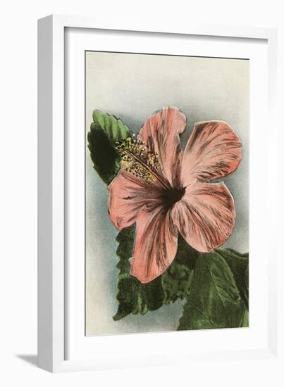 Hibiscus Flower, Hawaii-null-Framed Art Print