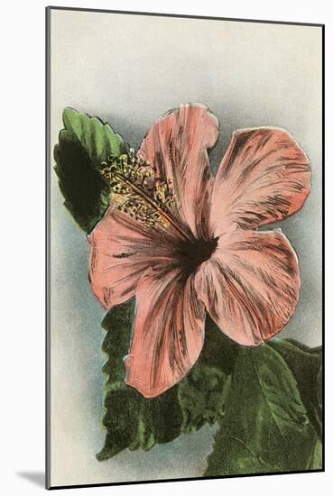 Hibiscus Flower, Hawaii-null-Mounted Art Print